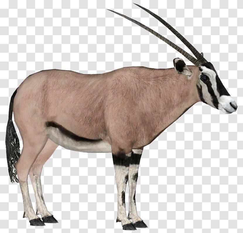Gemsbok East African Oryx Antelope Arabian Fringe-eared Transparent PNG