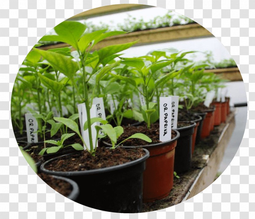 Flowerpot Herb Houseplant Tree - Plant - Paprika Transparent PNG