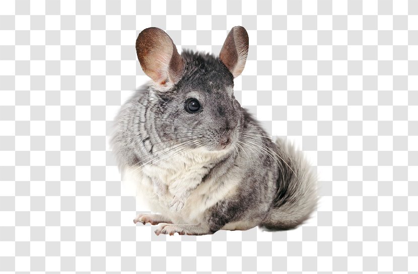 Long-tailed Chinchilla Rodent Short-tailed All About Chinchillas Pet - Shorttailed Transparent PNG