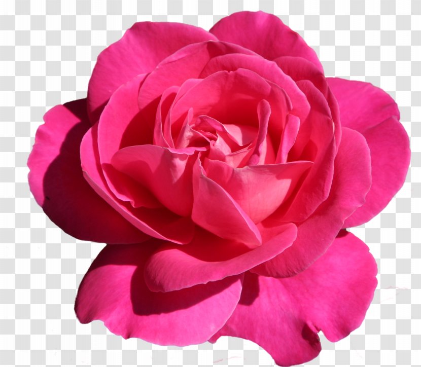 Flower Garden Roses Clip Art - Rose Family Transparent PNG