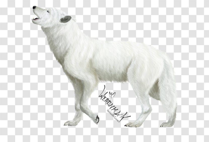 Dog Breed Arctic Fox Canidae Carnivora - Carnivoran - Wolf Transparent PNG