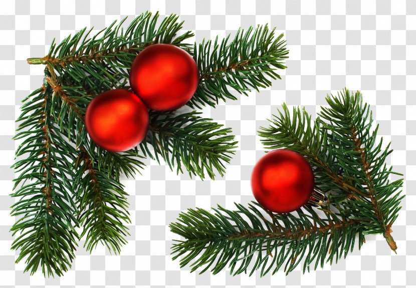 Stock Photography Drawing Christmas Branch - Fir - Needles Transparent PNG
