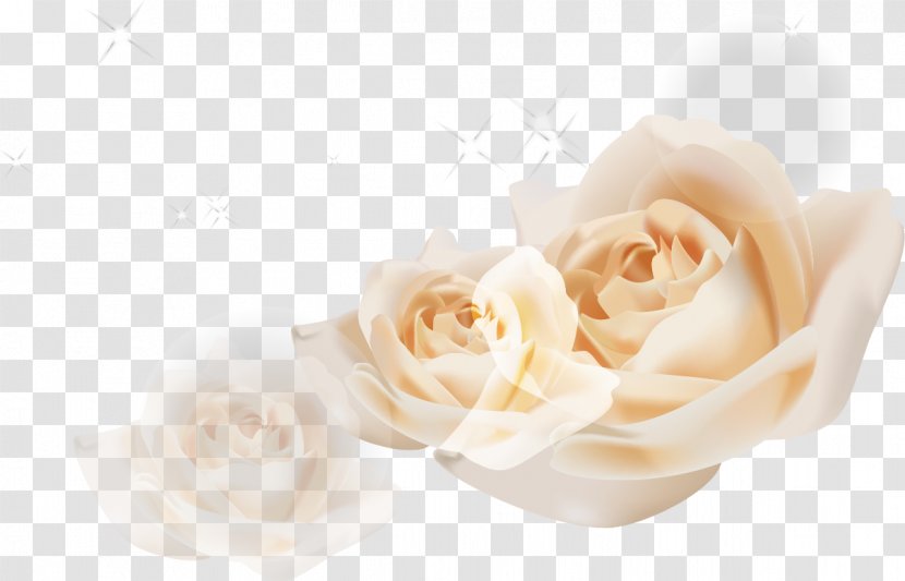 Beach Rose Garden Roses Euclidean Vector White Transparent PNG