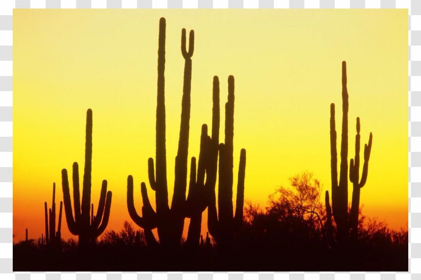 Saguaro National Park Cactaceae Sunset Clip Art - Sky - Cactus Transparent PNG