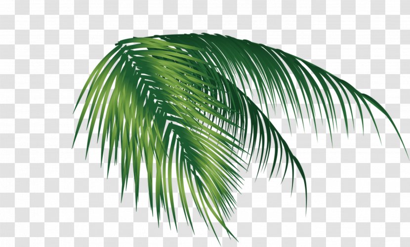 Coconut Leaf - Arecales - Banana Transparent PNG