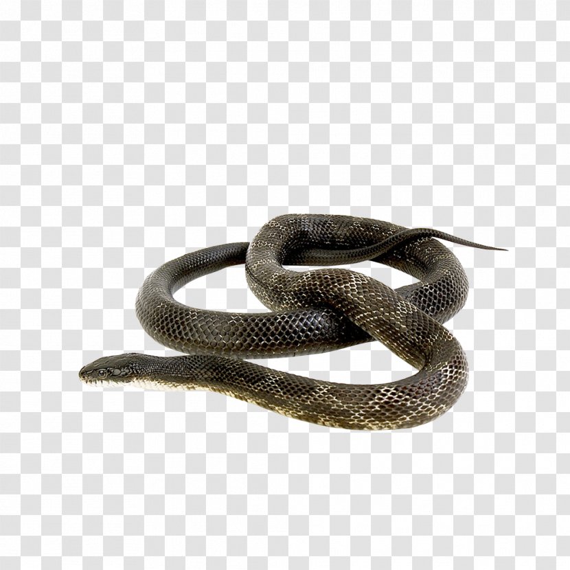 Snake Green Anaconda Reptile Russells Viper Animal Transparent PNG