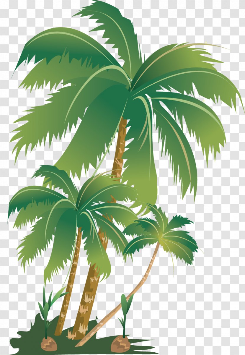 Arecaceae Tree Plant Areca Palm Fertilisers - Arecales - Coconut Transparent PNG