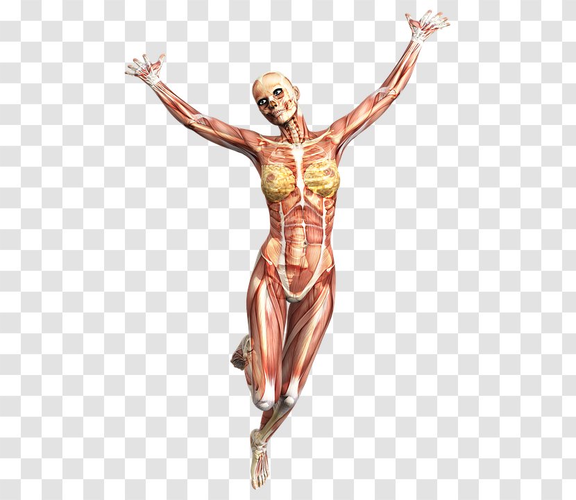 Running Anatomy Muscle Human Body Skeleton - Histology - Dancer Transparent PNG