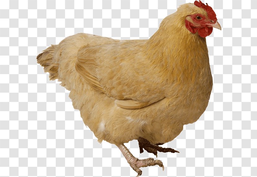 Chicken As Food Poultry Transparent PNG