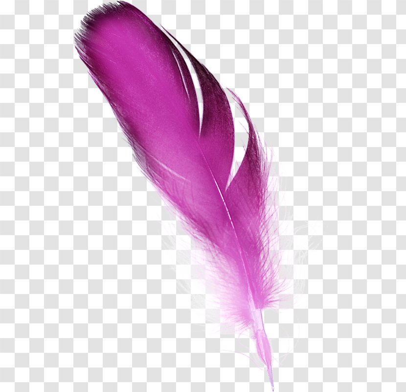 Feather Color Pink - Magenta Transparent PNG