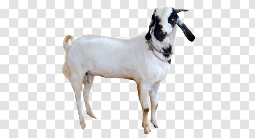 Goat Sheep Cattle Snout - Cow Family Transparent PNG