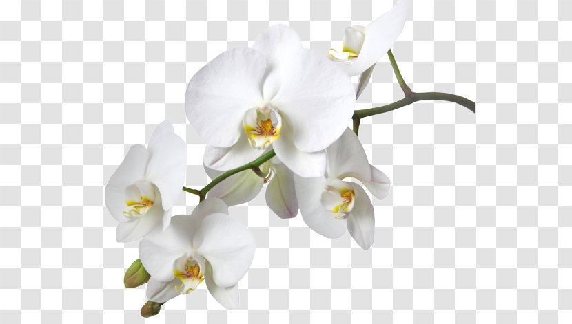 Dendrobium Orchids Boat Orchid Stock Photography Yellow - Green - FLOR BLANCA Transparent PNG