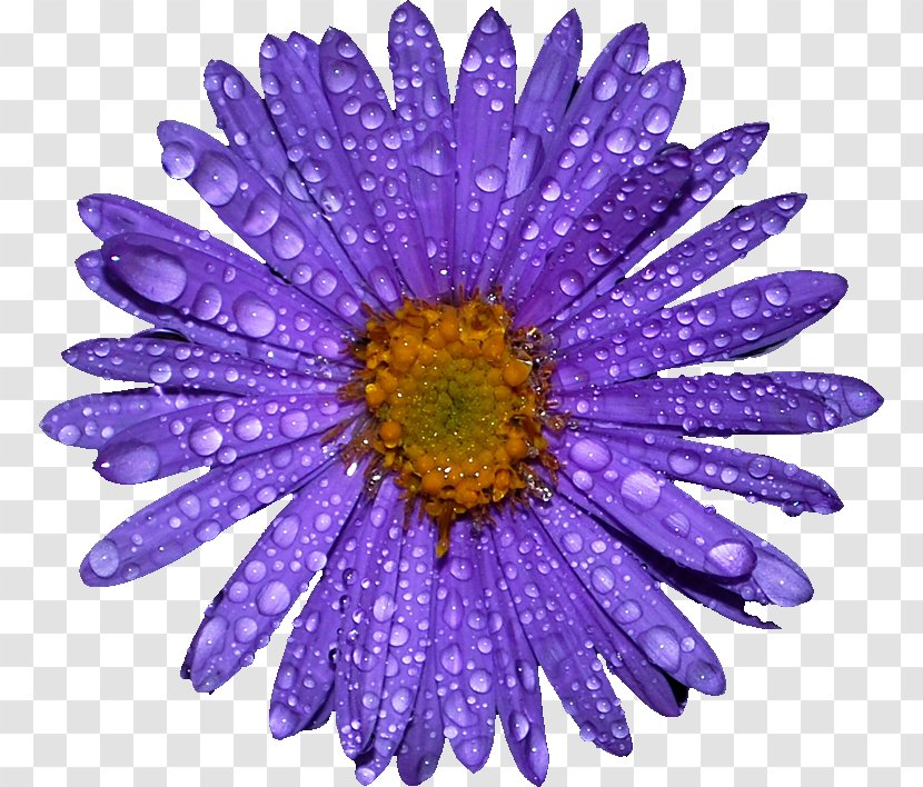 Purple Flower - Chrysanths - Aster Transparent PNG