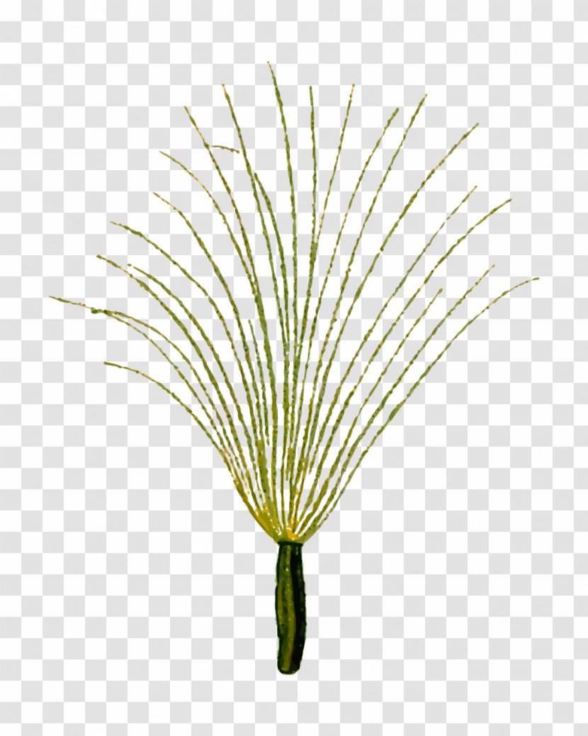 Medicinal Plants Grasses Herb Watercress - Water Transparent PNG