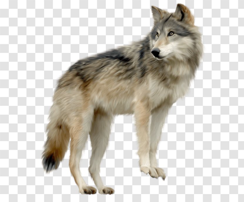 Gray Wolf - Dog Like Mammal - Image Picture Download Transparent PNG