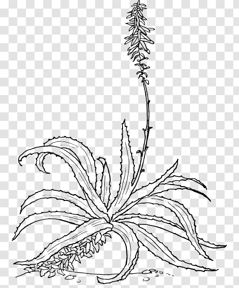 Aloe Vera Drawing Botanical Illustration Plant - Botany Transparent PNG