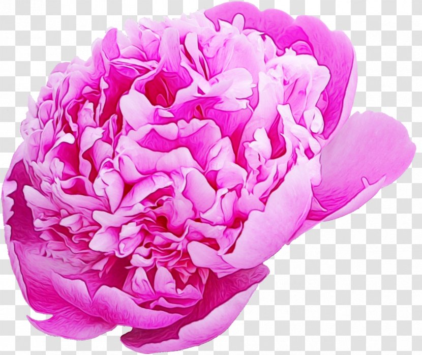 Cabbage Rose Garden Roses Peony Cut Flowers Petal - Pink M - Plants Transparent PNG