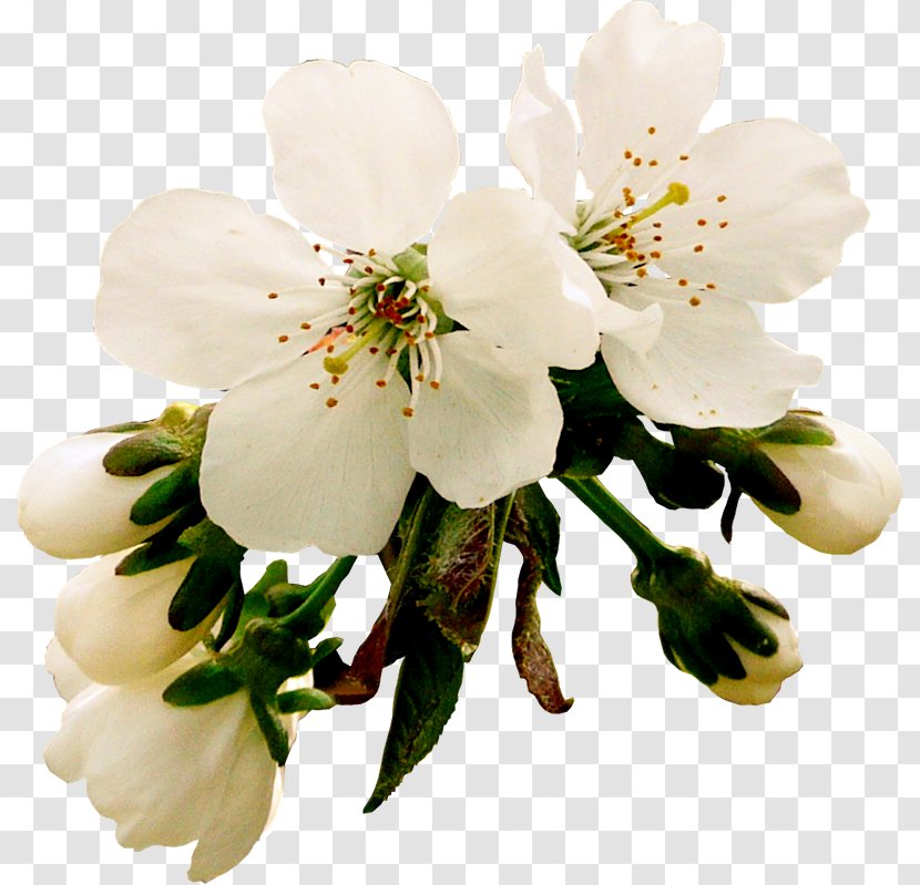 Photography Digital Image Clip Art - Cherry Blossom - Romantic Transparent PNG