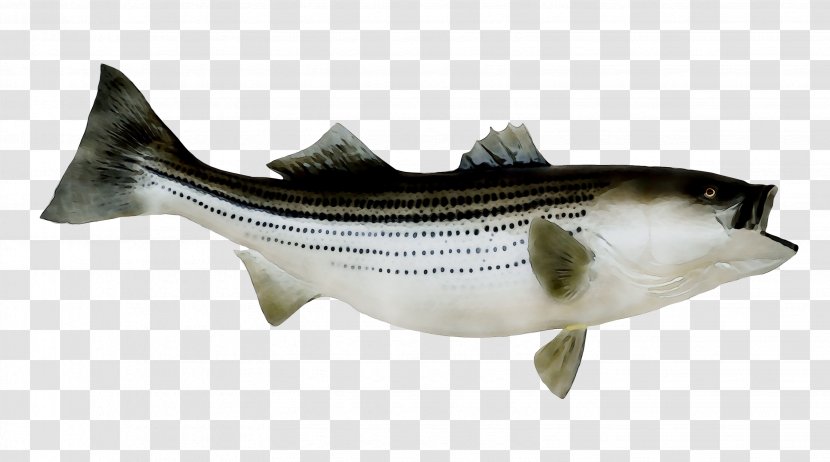 Striped Bass Fishing Stock Photography - Fish Transparent PNG