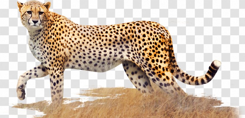 Cheetah Leopard Jaguar Cat Terrestrial Animal - Organism Transparent PNG