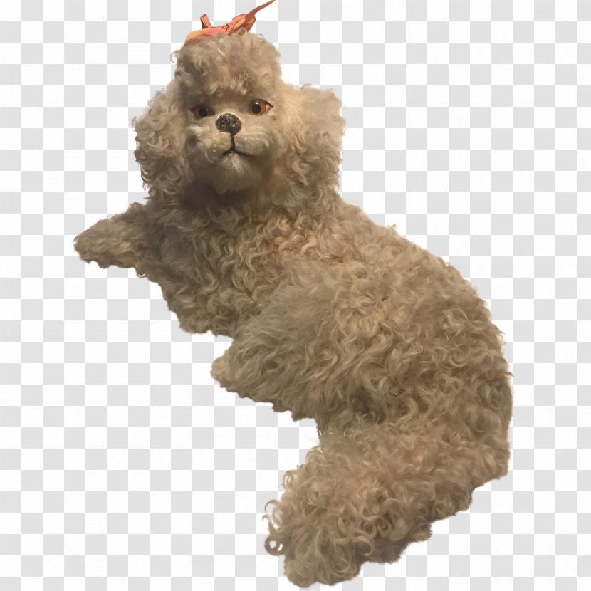 Miniature Poodle Dog Breed Water Canidae - Stuffed Toy Transparent PNG