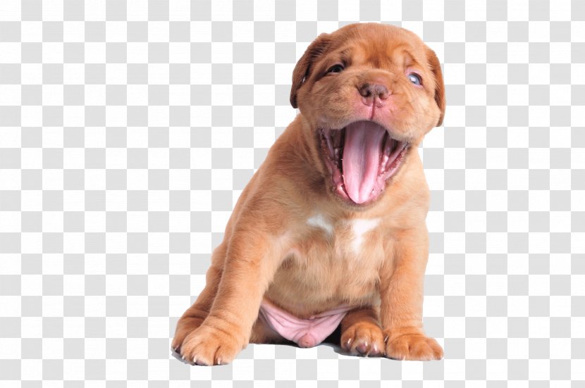 Dogue De Bordeaux Puppy Cane Corso Boxer - Emoticon Transparent PNG