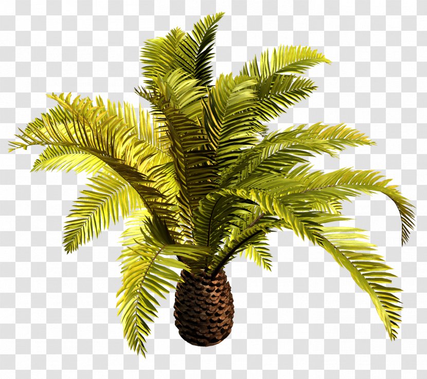 Babassu Palm Trees Coconut Clip Art Oil - Flowerpot Transparent PNG