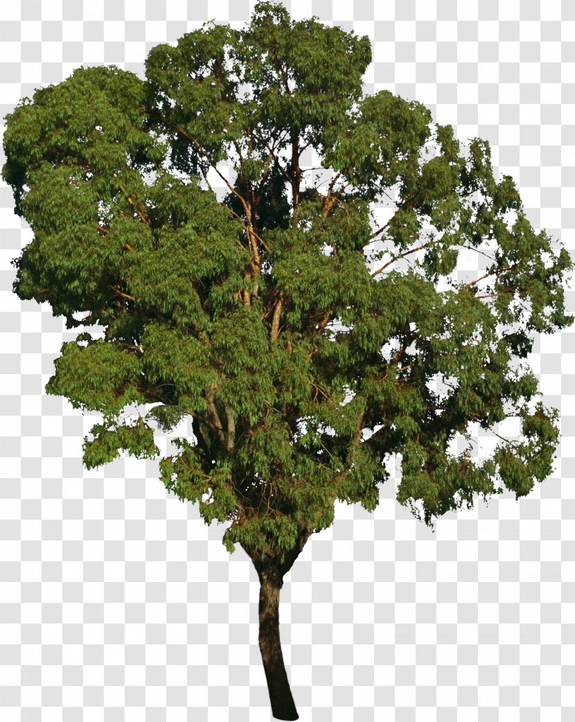 Tree Bonsai Deciduous Forest - Royaltyfree - Bushes Transparent PNG