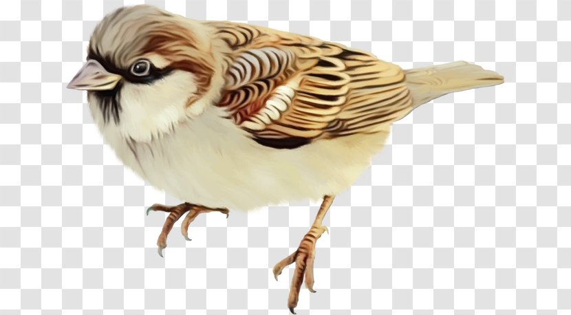 Watercolor Animal - Feather - Finch Transparent PNG