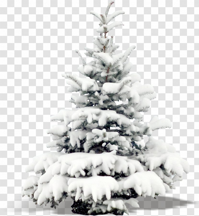Santa Claus Christmas Tree Decoration And Holiday Season - Decor - Plant Trees Transparent PNG