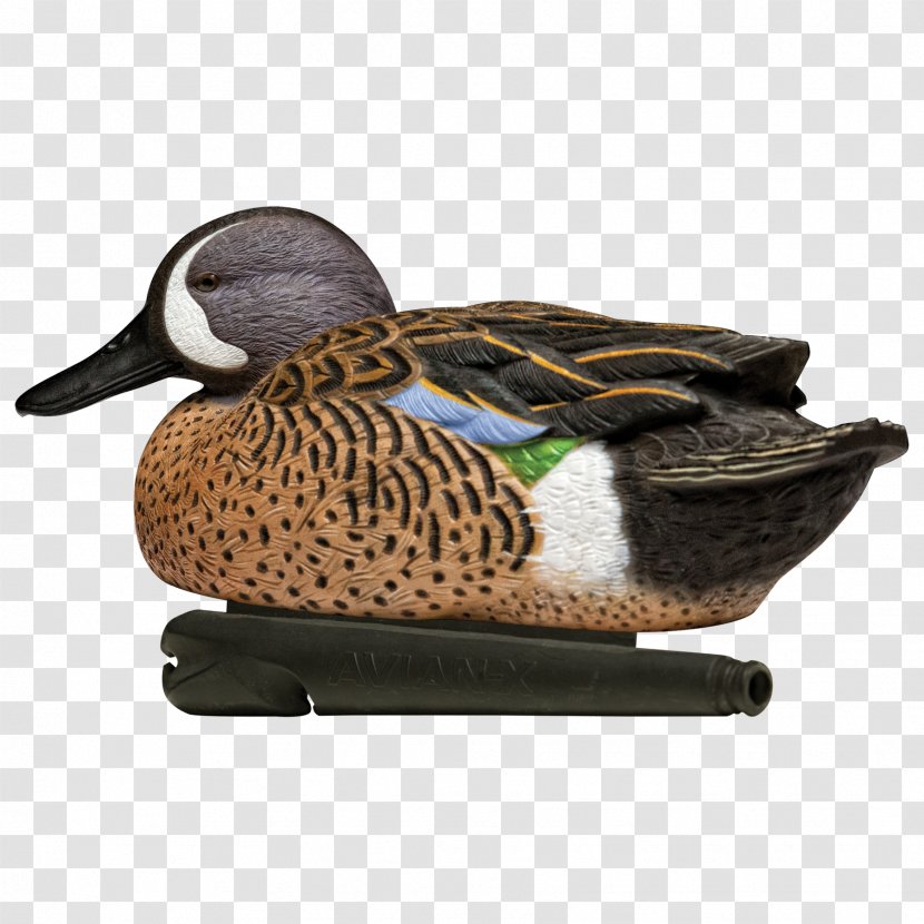 Mallard Duck Blue-winged Teal Eurasian Green-winged - Bluewinged Transparent PNG