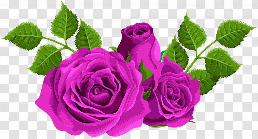 Image File Formats Lossless Compression - Black Rose - Purple Roses Decorative Clip Art Transparent PNG