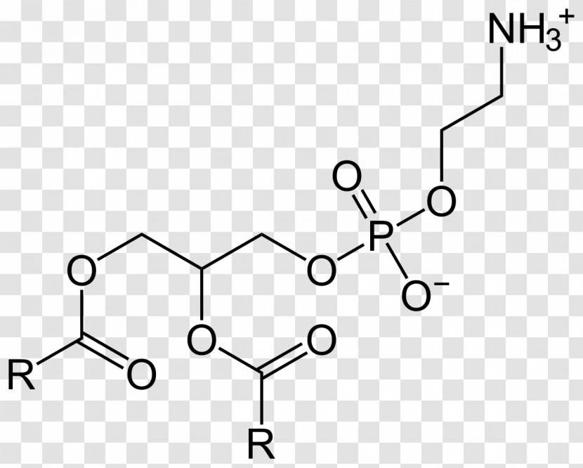Dietary Supplement Phosphatidylserine Phosphatidylethanolamine Phosphatidic Acid Research - Brain Transparent PNG