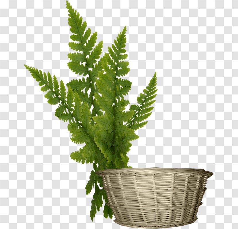 Basketball Bamboe - Baskets Bamboo Basket Transparent PNG