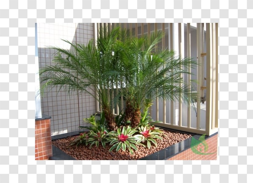 Arecaceae Garden Sago Palm Rhapis Excelsa Ravenala Madagascariensis - Shrub - House Transparent PNG