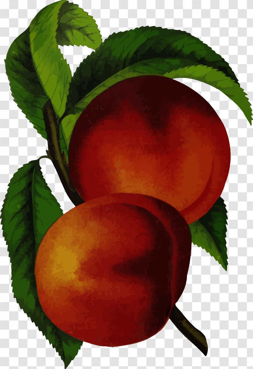 Elberta Juice Nectarine Clip Art - Fruit - Peach Branch Transparent PNG