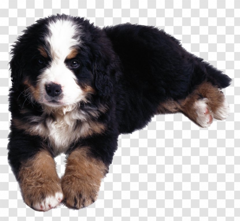 Bernese Mountain Dog Kanni Puppy Cancer - Husky Transparent PNG