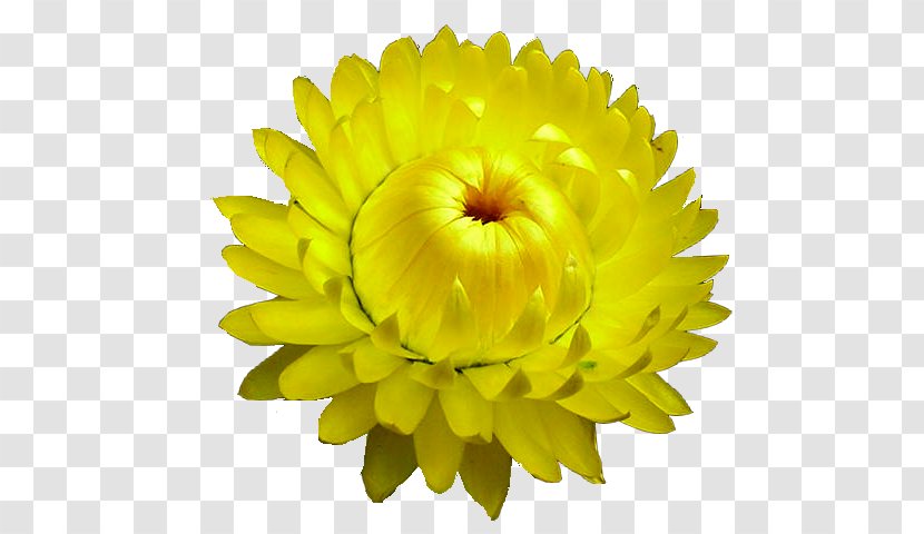 Curry Plant Flower Chrysanthemum Seed - Ornamental Transparent PNG