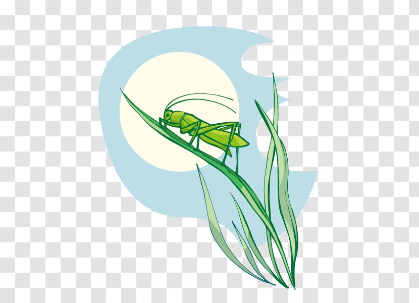Cricket Bat Euclidean Vector Clip Art - Wing - Grasshopper On Grass Transparent PNG