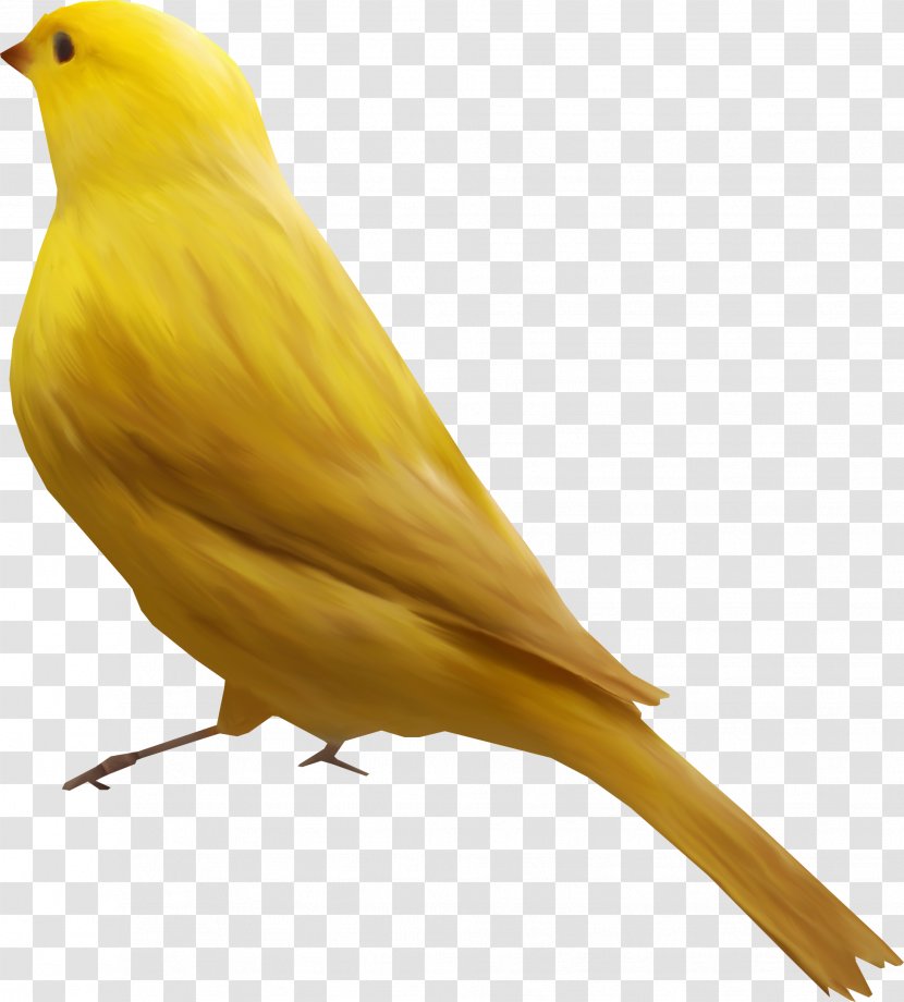 Bird Goose Atlantic Canary Finch - Yellow - Birds Transparent PNG