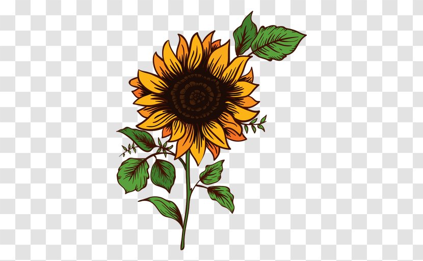 Common Sunflower Drawing Clip Art - Animation - Watercolor Transparent PNG