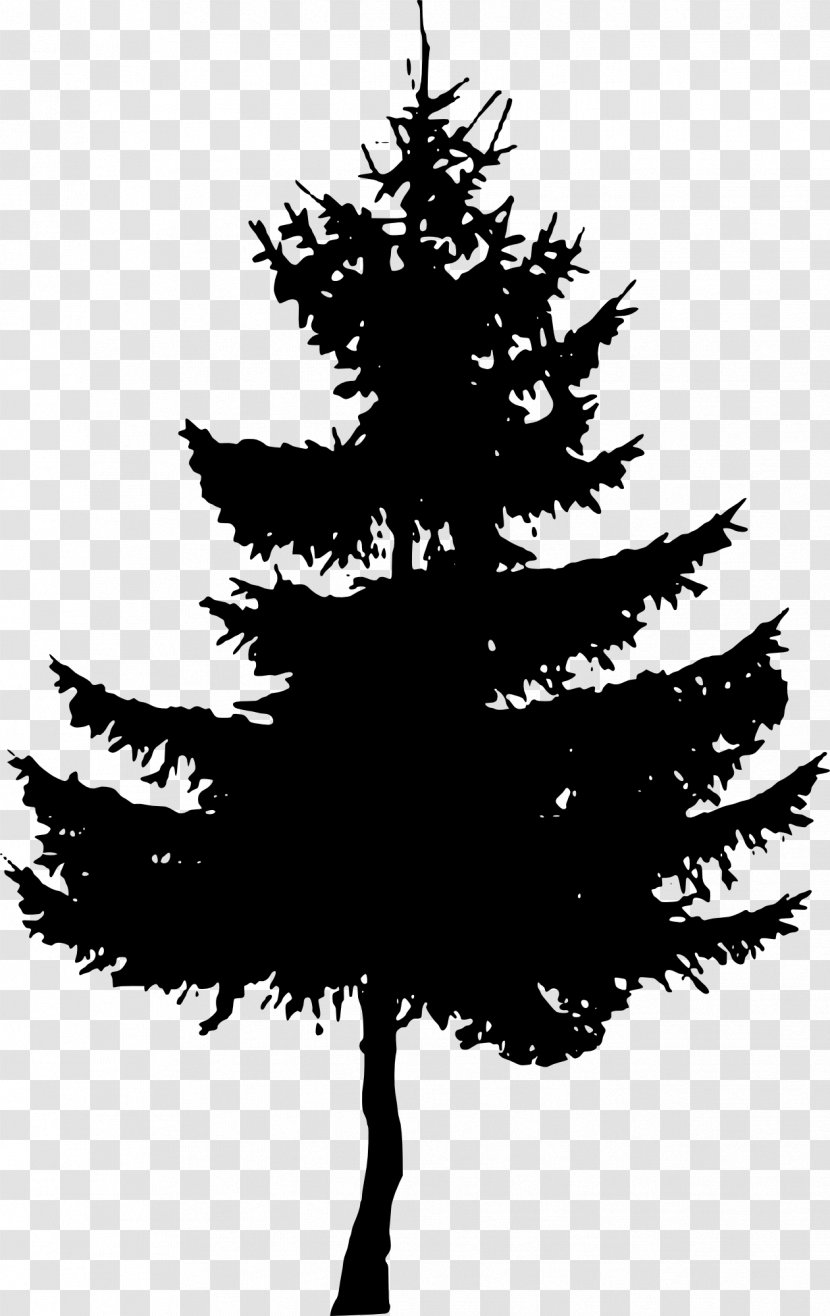 Fir Cedar Spruce Pinus Palustris Tree - Monochrome Photography - Pine Transparent PNG