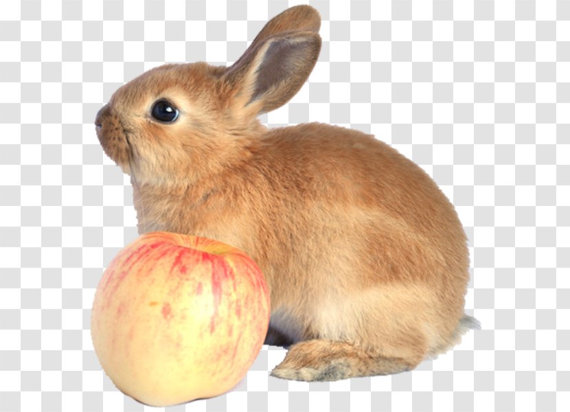 Domestic Rabbit Hare Fauna Snout - And Apple Transparent PNG