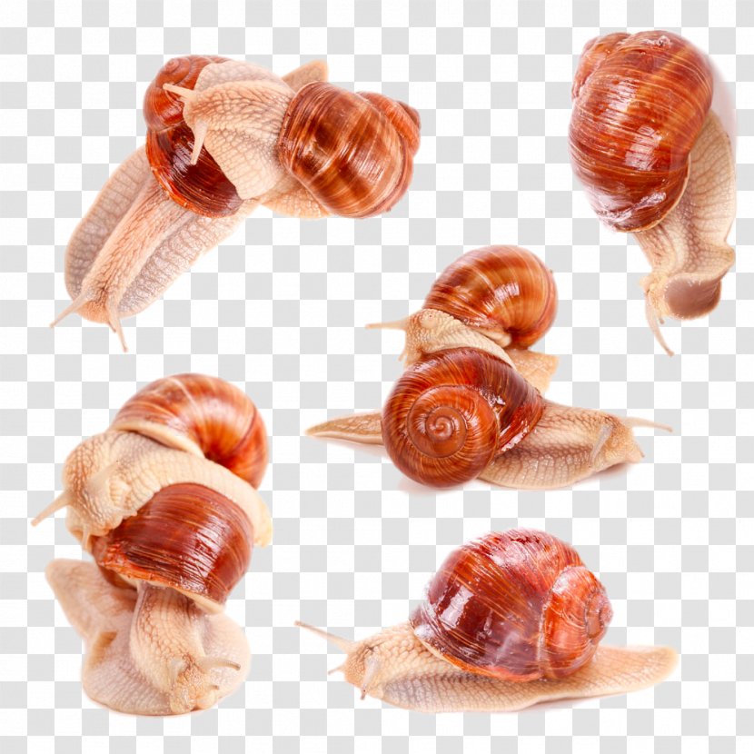 Burgundy Snail Stock Photography Download - Lovely Transparent PNG