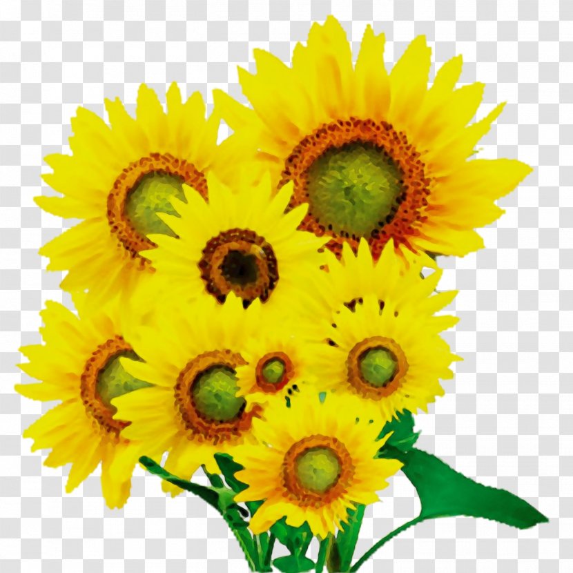 Sunflower - Vegetarian Food Seed Transparent PNG