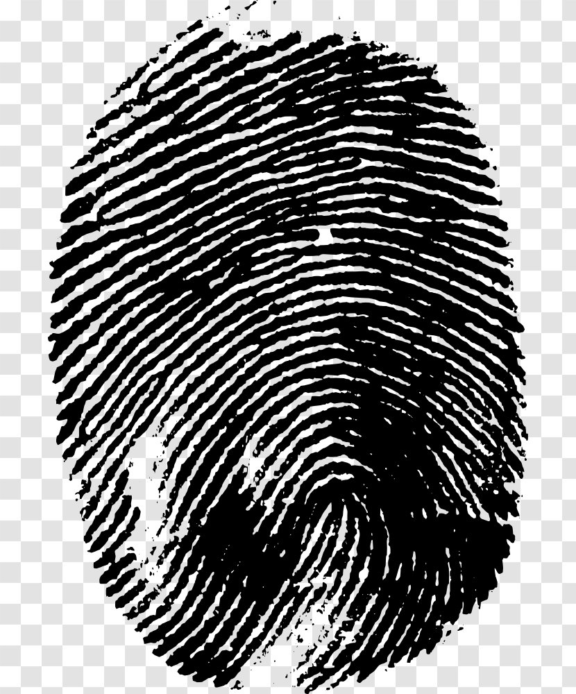 Fingerprint Clip Art - Organism - Finger Print Transparent PNG