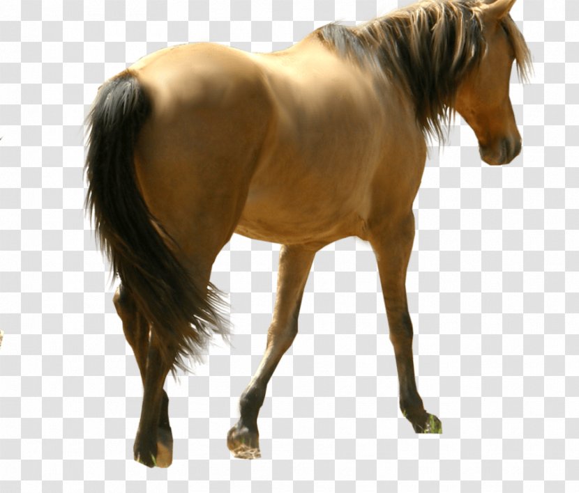 Mustang Pony Foal Mare - Horse Like Mammal Transparent PNG