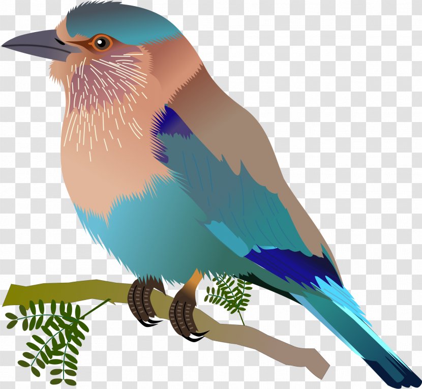 Songbird Indian Roller Beak Clip Art Transparent PNG