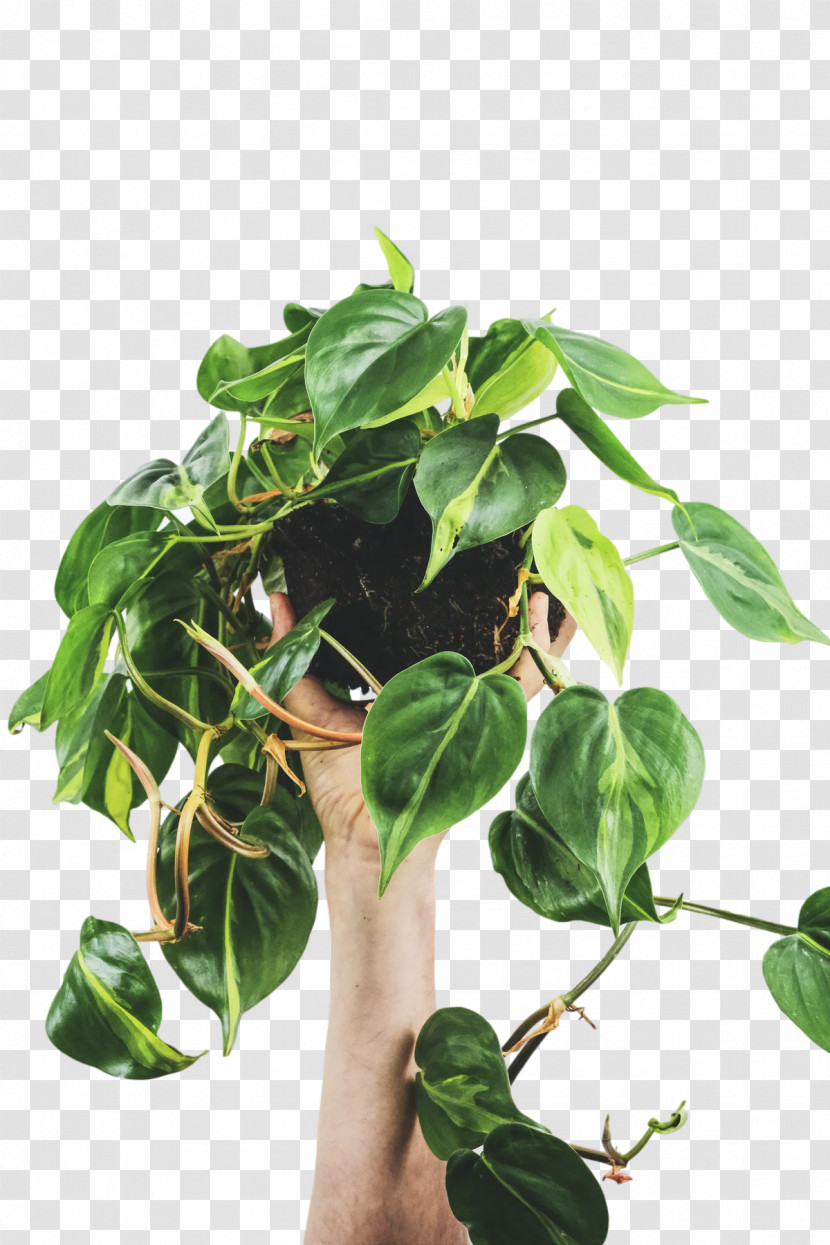 Leaf Flowerpot Houseplant Herb Biology Transparent PNG