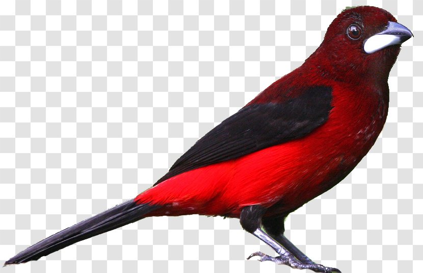 Bird Drawing Northern Cardinal Clip Art - Public Domain - Realistic Cliparts Transparent PNG